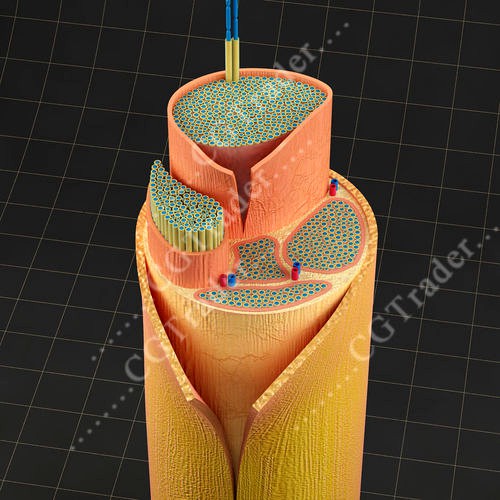 Spinal Peripheral Nerve Section