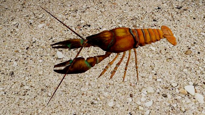 Crayfish
