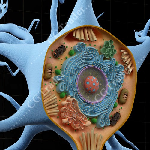 Neuron Cell Structure Section