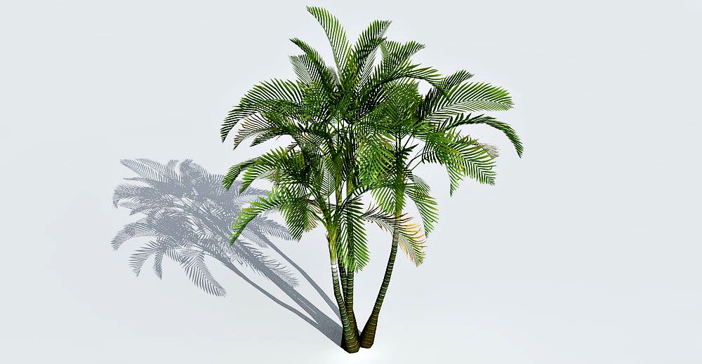 Areca Palm 3d model