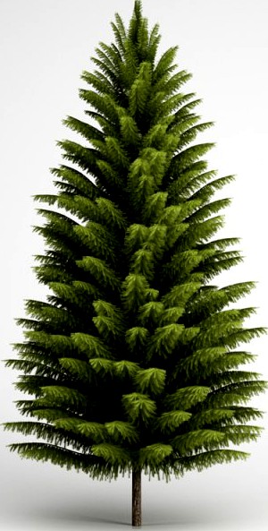 CGAxis Norway Spruce 21 3D Model