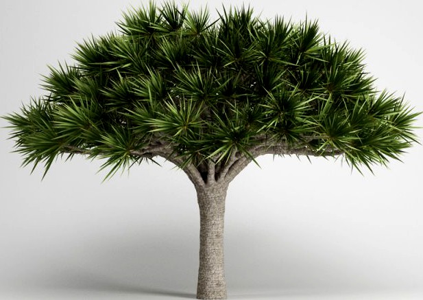 CGAxis Canary Islands Dragon Tree 13 3D Model