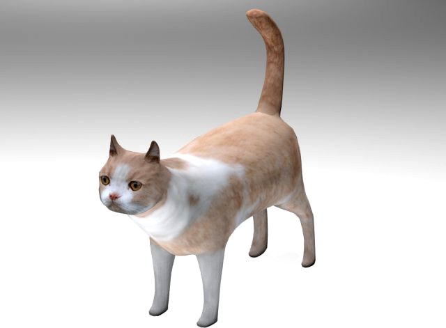 Cat 3D Model