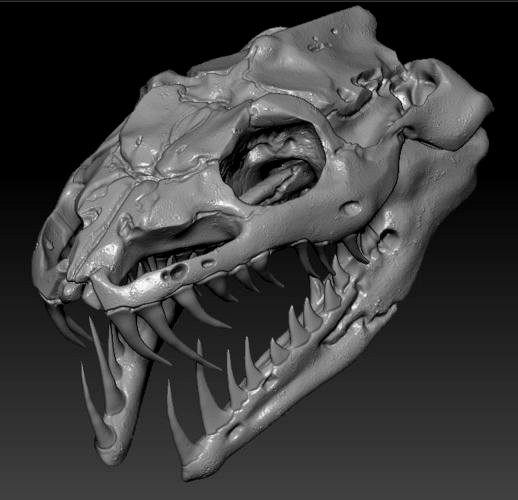 Anaconda Skull | 3D