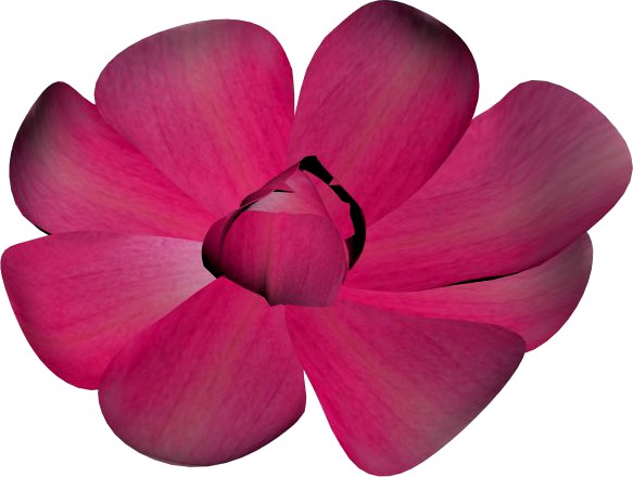 Magnolia flower 3D Model