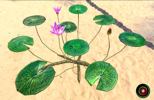 Water Lily 3D Model