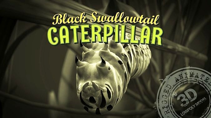 Siesta Swallowtail Caterpillar
