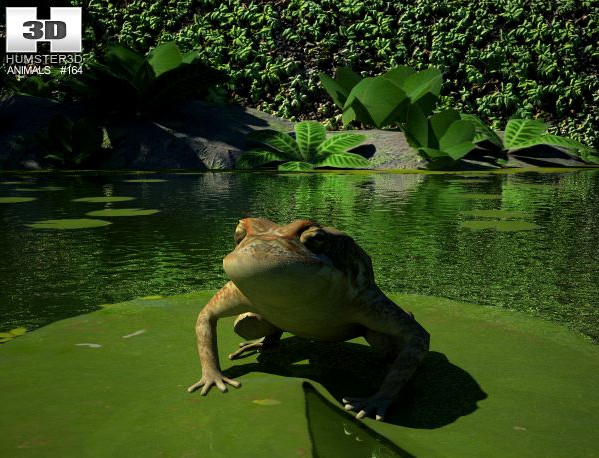 Cane Toad 3D Model