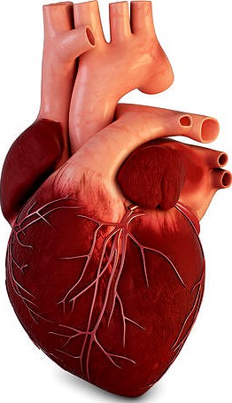 Human Heart