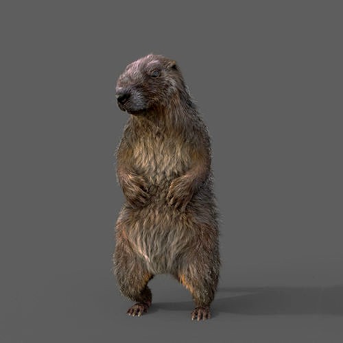 Marmot