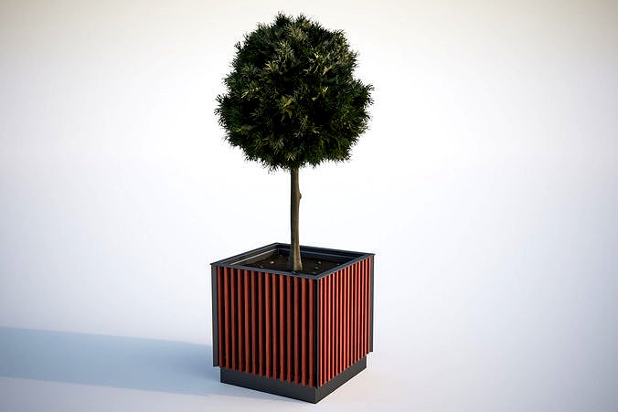 Small tree in a pot