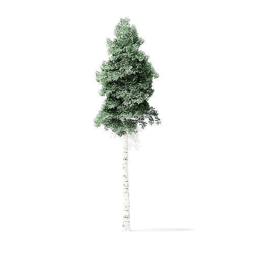 Quaking Aspen Tree 3D Model 8m