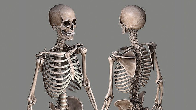 Human Skeleton Caucasian Male