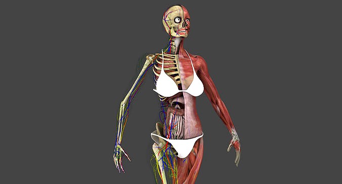 Motion Capture Female Anatomy
