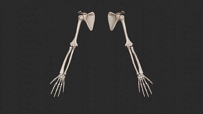 Human Arm Bones High Poly