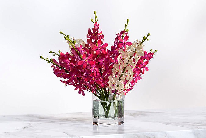 Pink and white flower in a vase