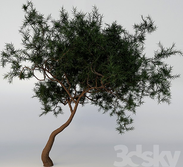 TREE ACACIA