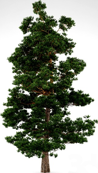 Pine