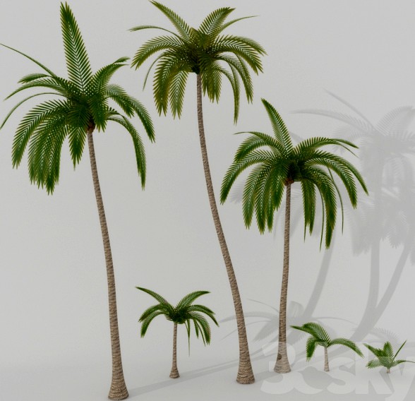 Palms