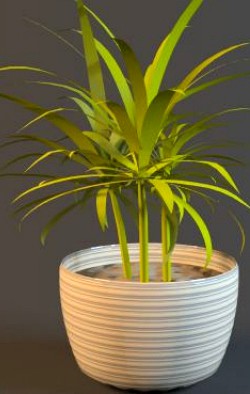 small dracaena in pot