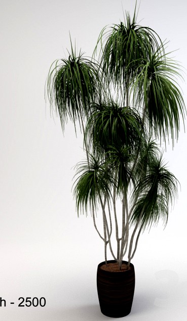 Dracaena