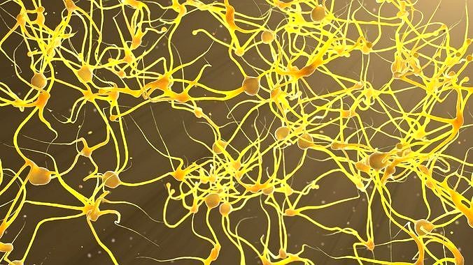 Neurons
