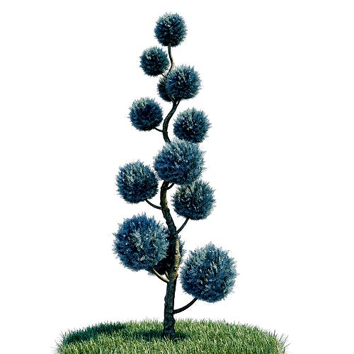 Cypress - Cupressus Arizonica Spiral Pom Pom