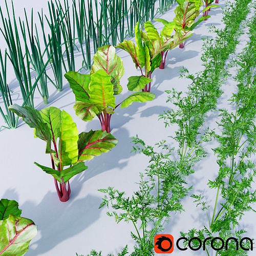 Vegetable patch