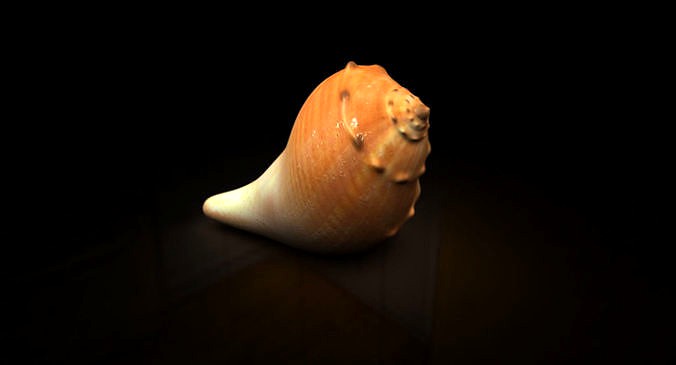 Sea Ocean Shell 3d model