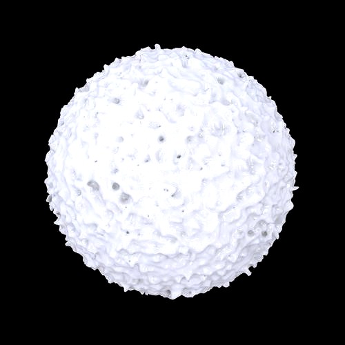 Lymphocyte