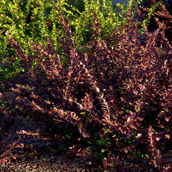 Japanese Barberry