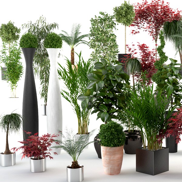 Interior Plants