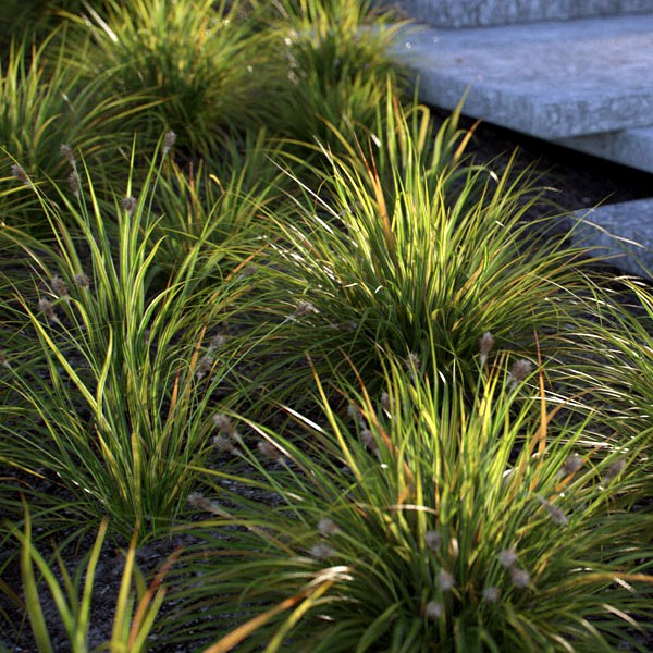 Japanese Sedge Grass