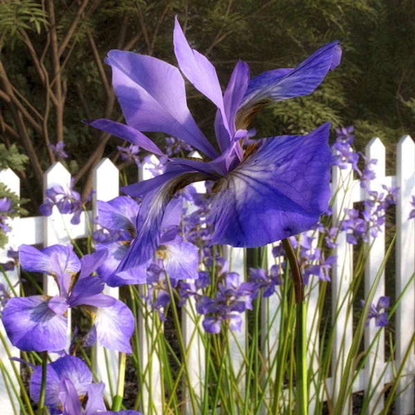 Iris Flowers