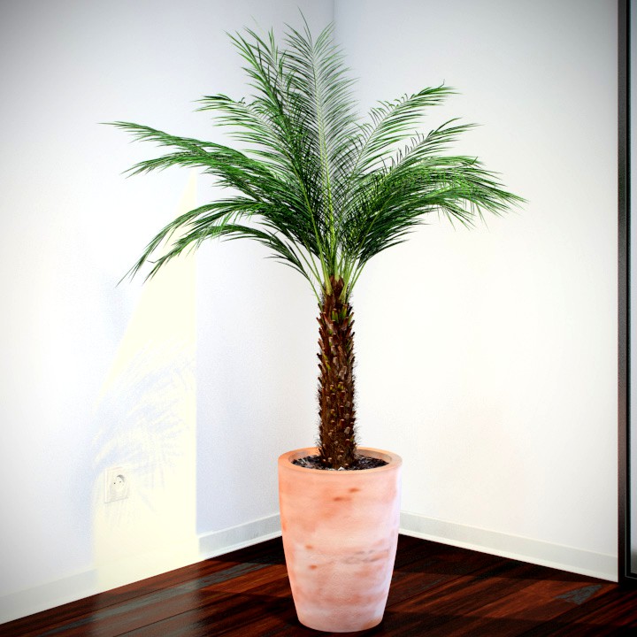 Phoenix Palm