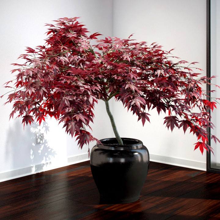 Japanese Maple