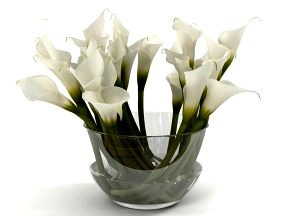 Calla Lily