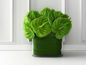 Anthuriums