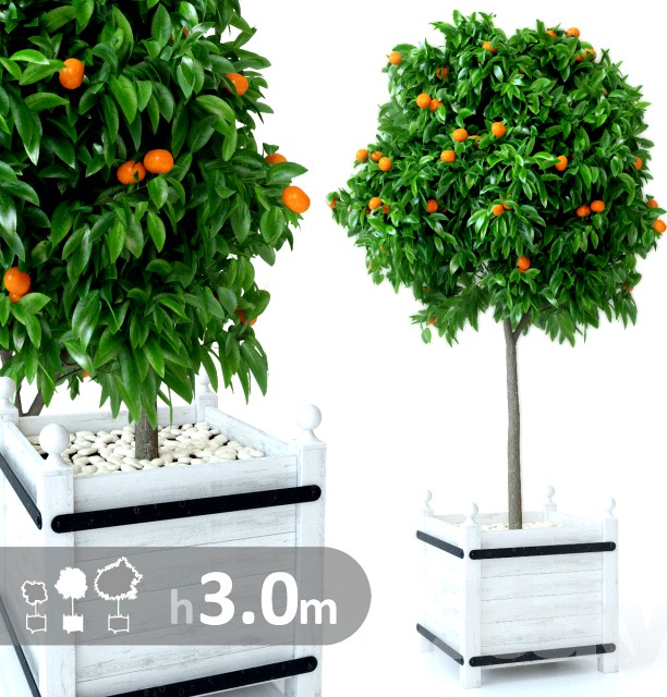 Mandarin tree h300