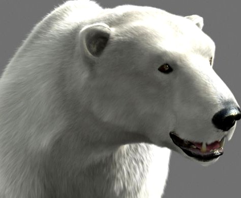 Bear Polar 3D Model