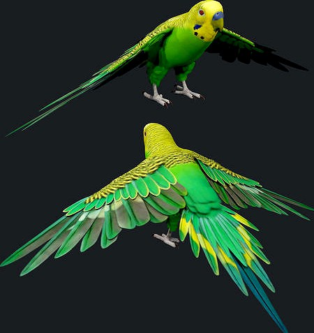 Parakeet Bird 3D Model