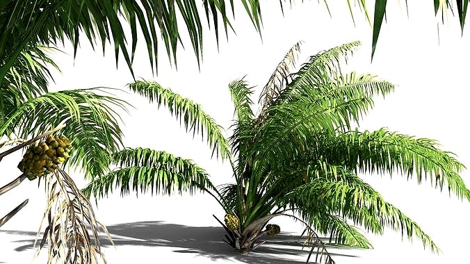 EVERYPlant Seashore Palm 07 -- 9 Models