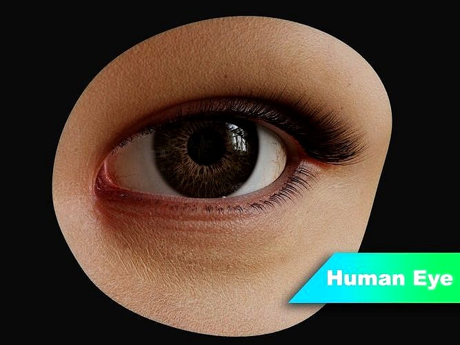 Human Eye with Eyelids