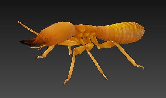termite