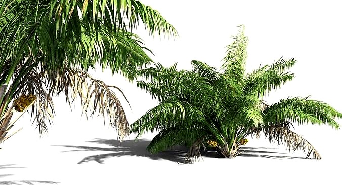 EVERYPlant Seashore Palm 04 -- 9 Models