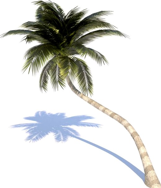 Coconut Palm Tree  02 med poly 3D Model