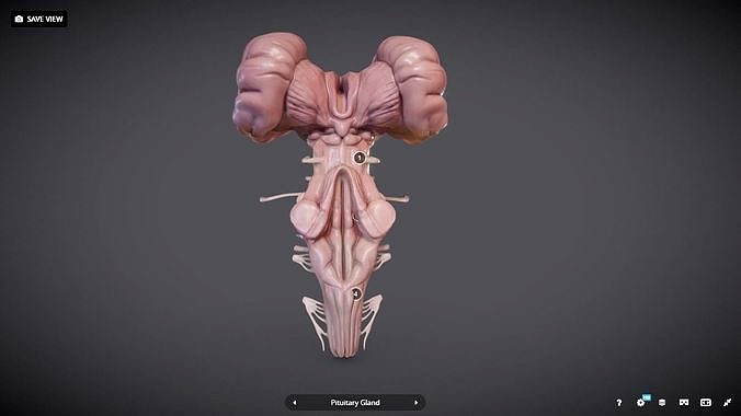 BrainStem