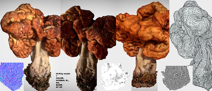 Gyromitra brain mushroom turban fungus beefsteak mushroom