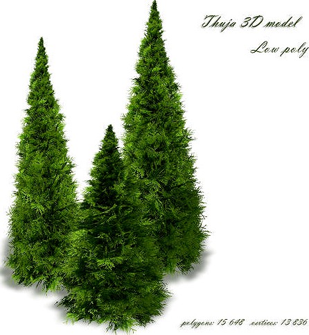 Thuja