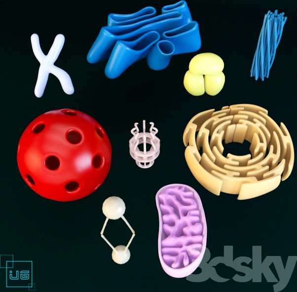 Animal cell organelles 3d model